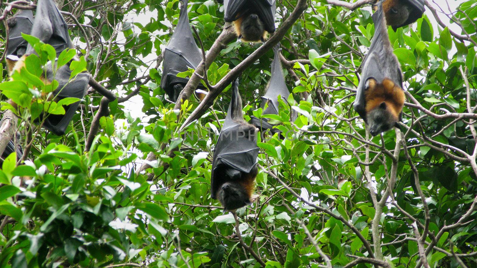 grey headed flying fox by Arrxxx