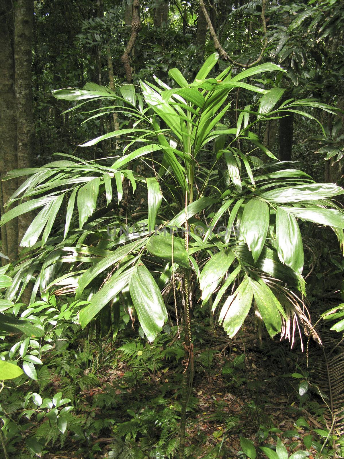 walking stick palm, Linospadix monostachya, in an australian rain forest