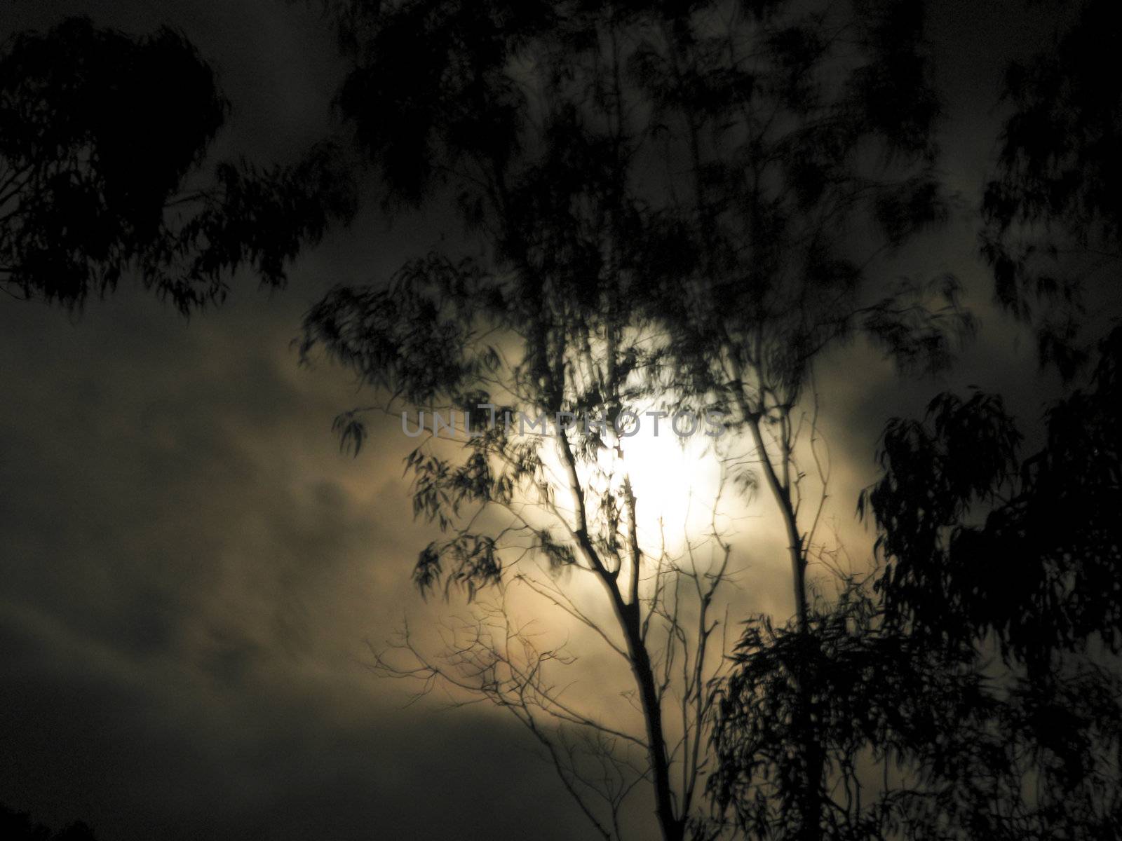 spooky mood with moon light and blured eukalyptus tree