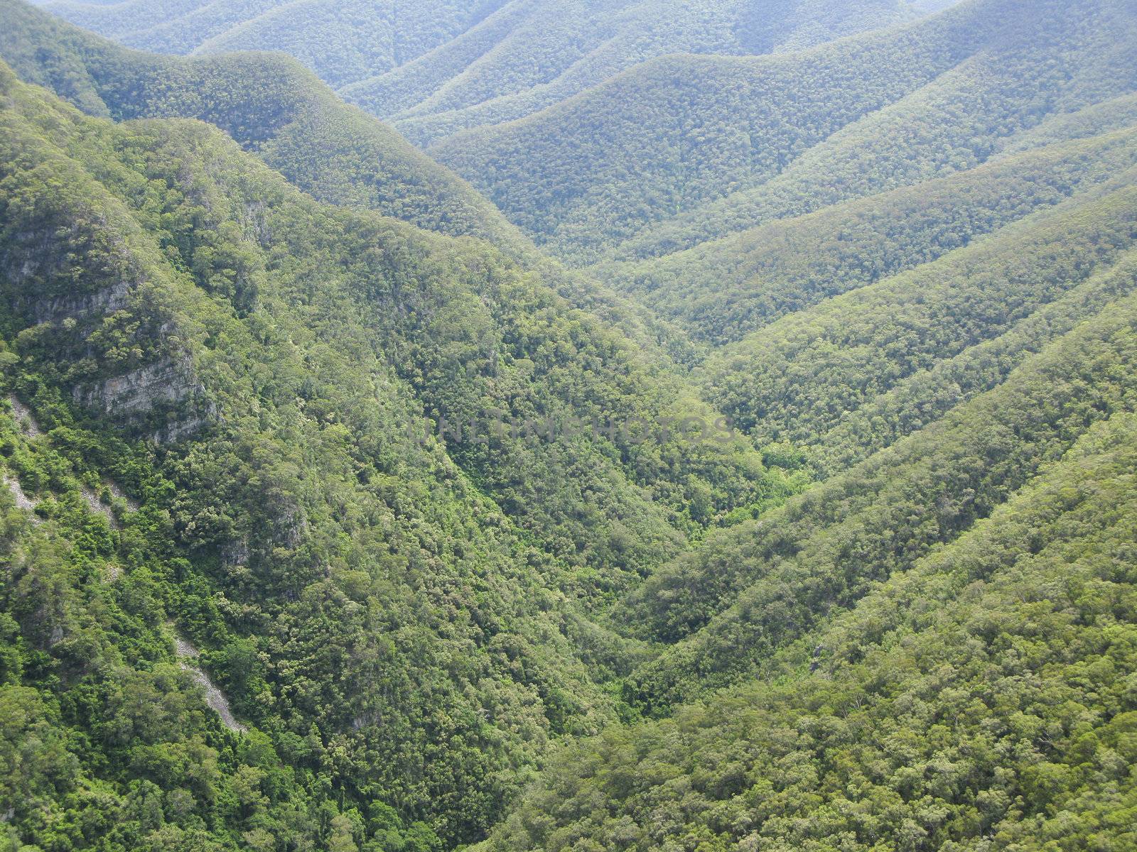 forest on mountains in new south wales, australia