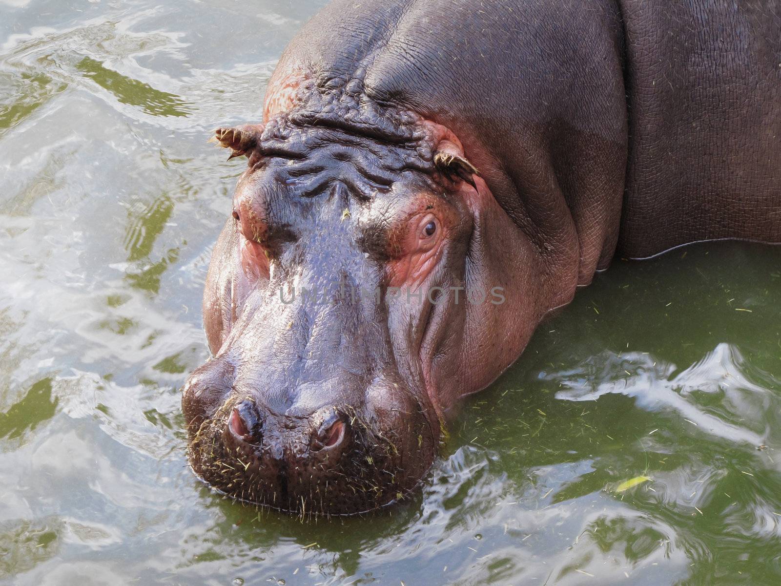 Portrait of a Hippopotamus seen from above and standing in water