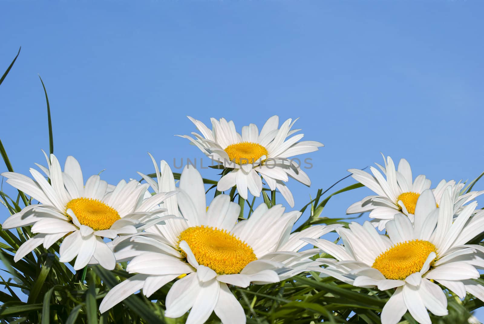 White camomile over green grass under the blue sky