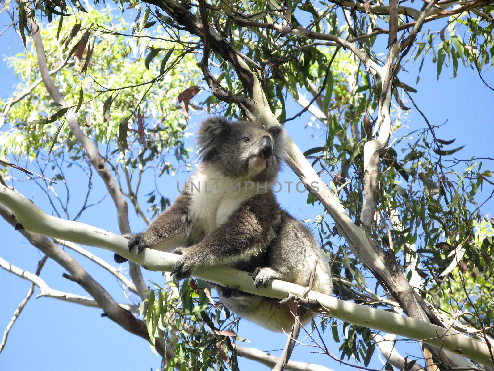 Koala, Phascolarctos cinereus, in its natural habitat on a eucalyptus tree