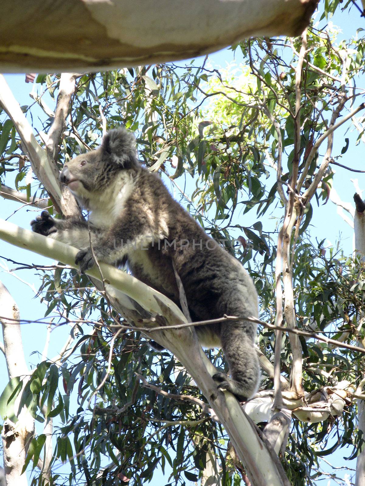 Koala on tree by Arrxxx