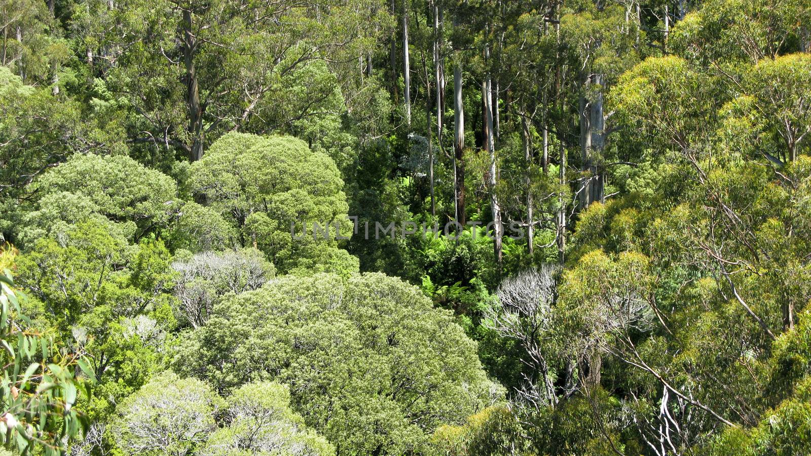 australian rain forest seen from above by Arrxxx