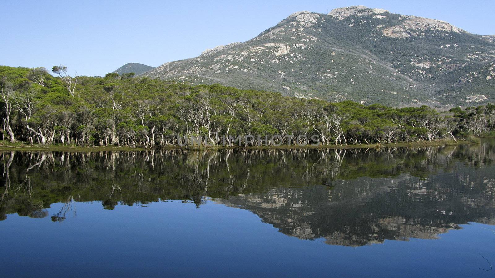 lake and eucalyptus forest in wilsons promotory national park, australia