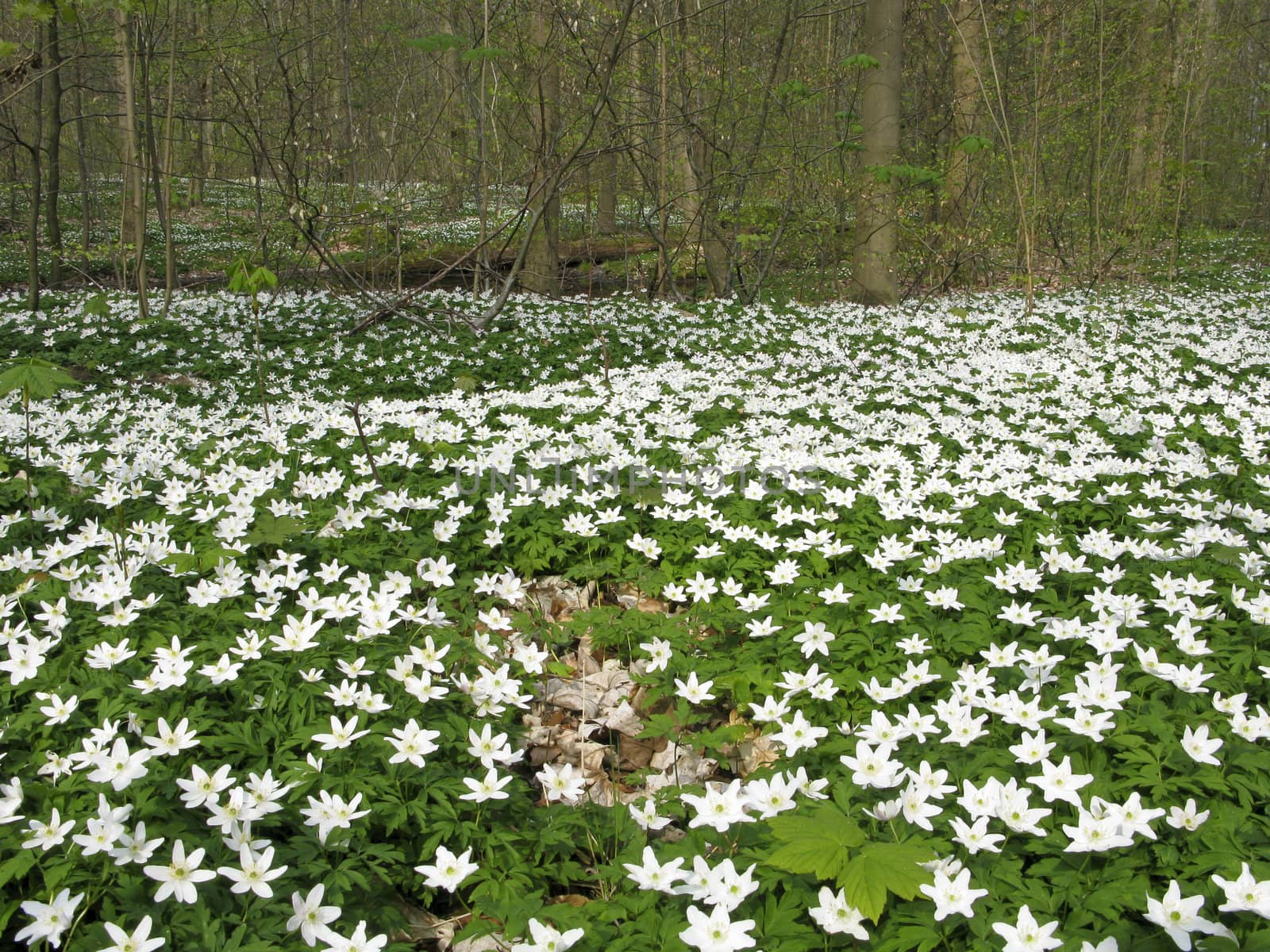 wood anemone - anemone nemerosa in detail with flower and leaves