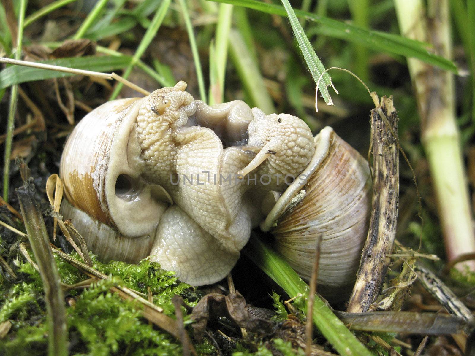 Burgundy snail, Helix pomatia, mating, making love