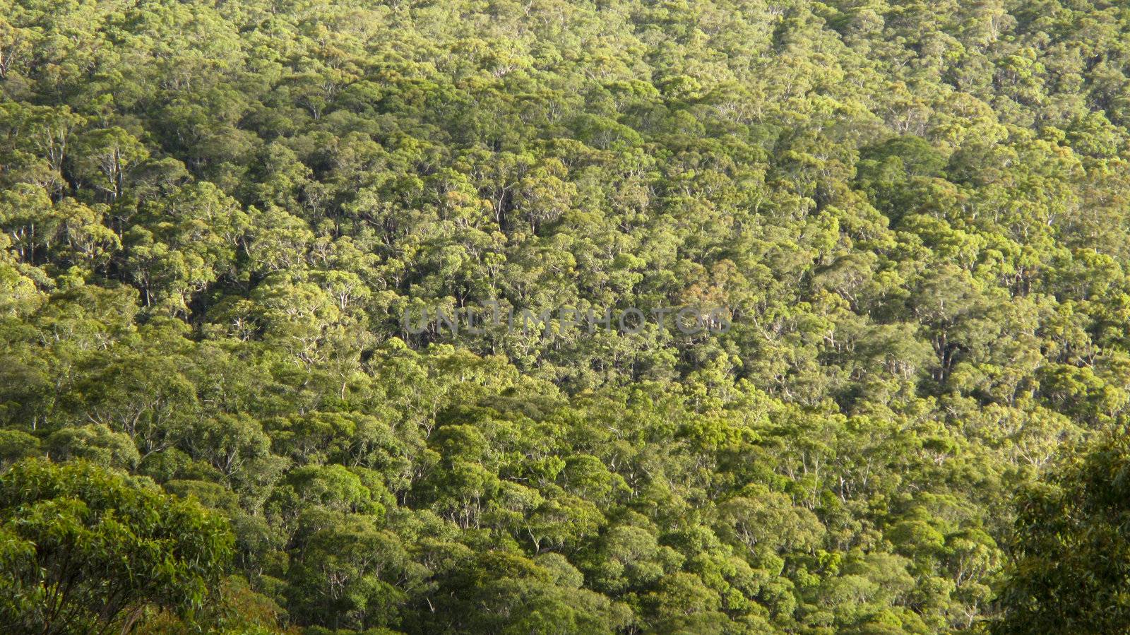 the canopy of deciduous eucalyptus forest seen from above in summer 