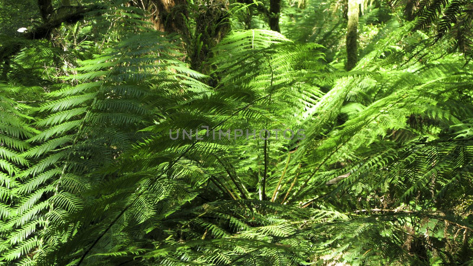 fresh green fern leaves in a rain forest in australia