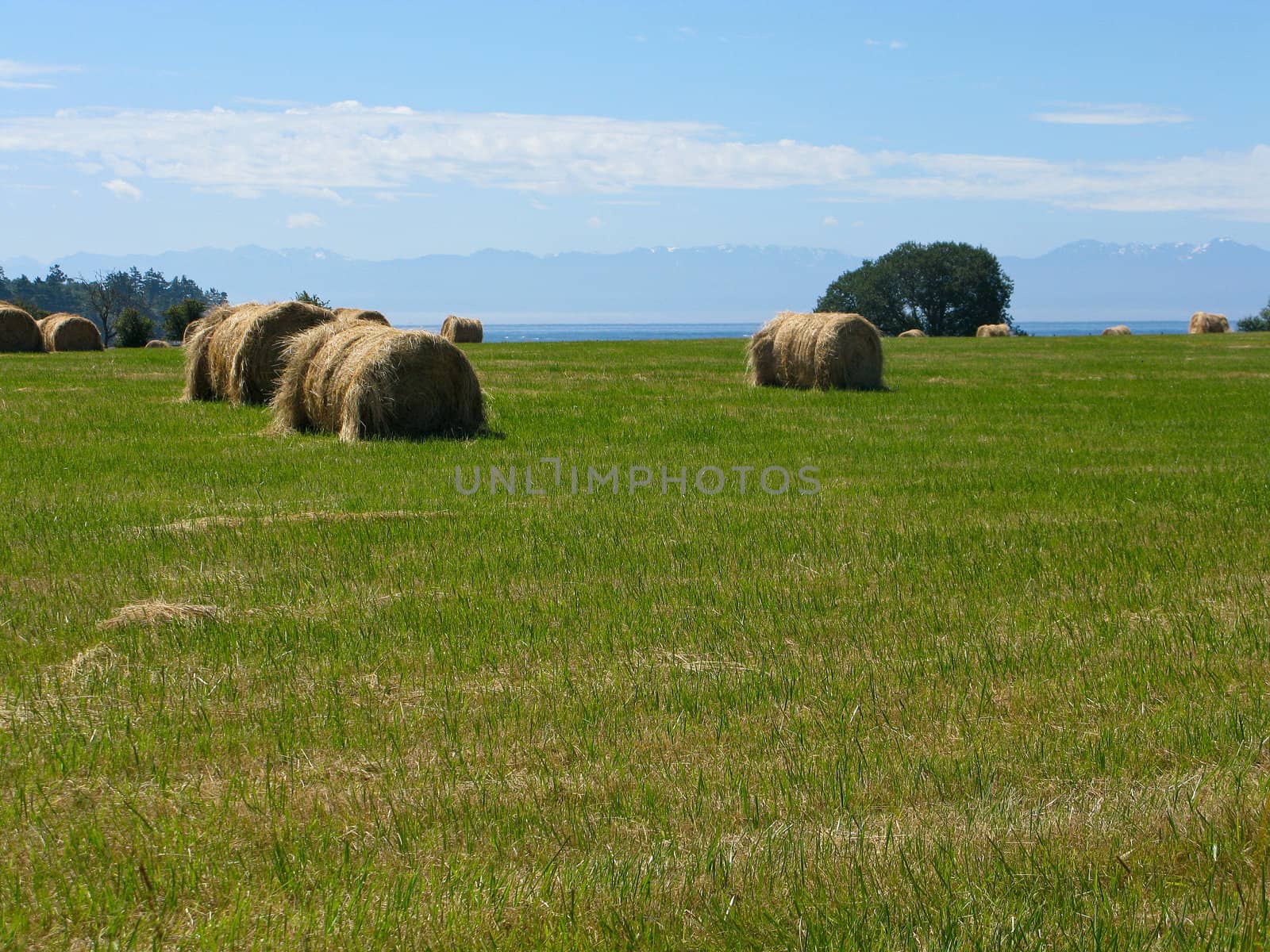 hay bales on a field with green meadow and blue sky