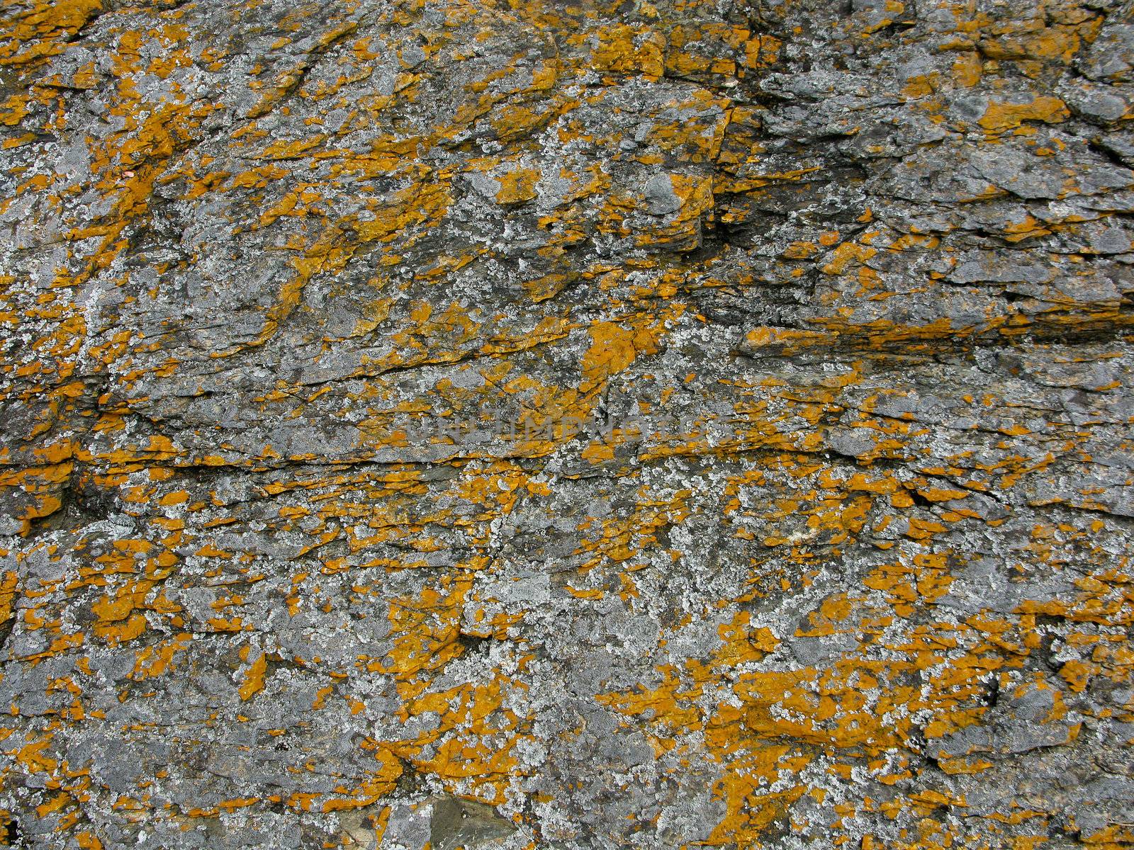 background pattern of lichen on a rock
