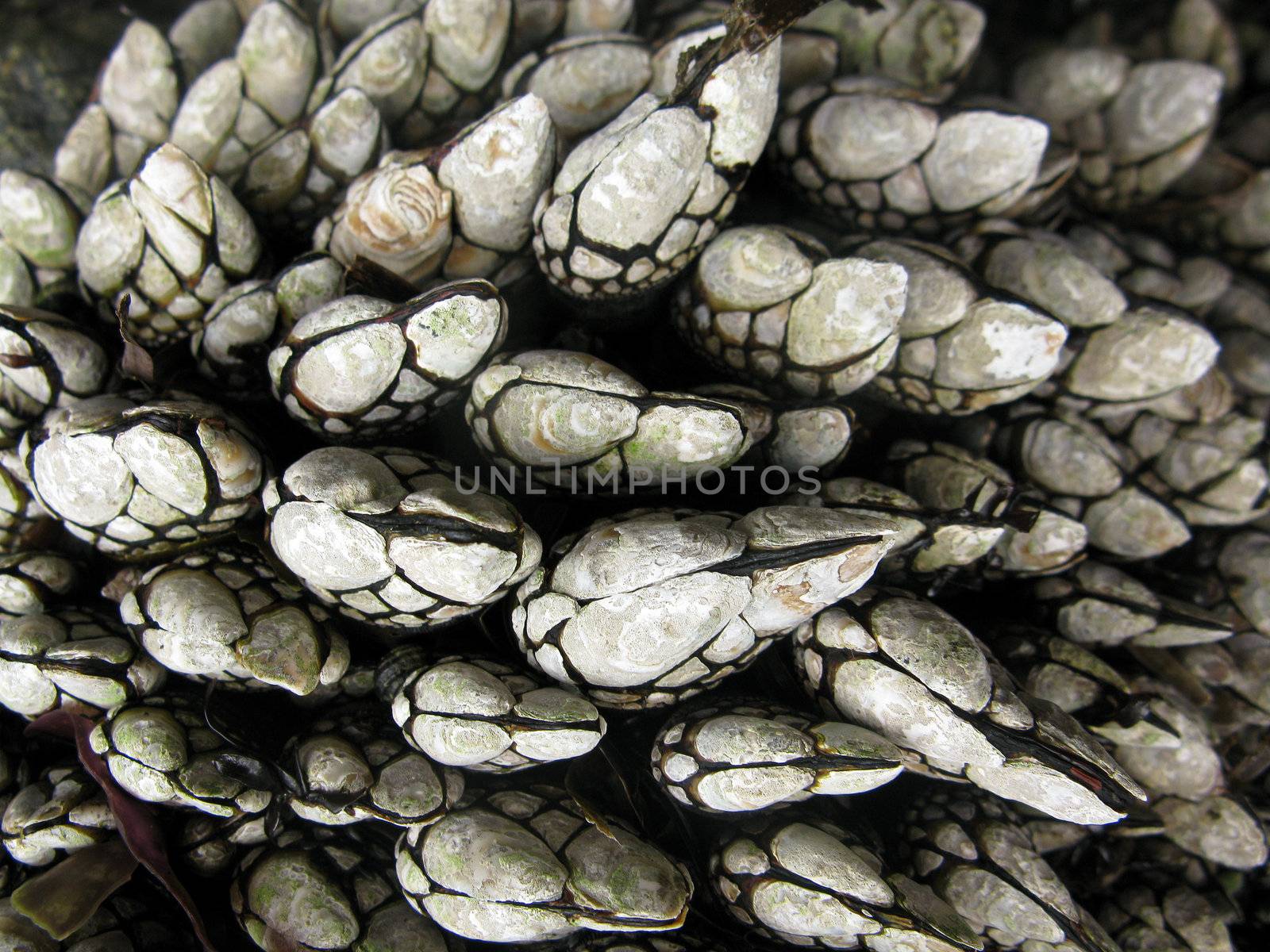 goose barnacles, Pollicipes polymerus, in the intertidal of san juan island, washington, usa