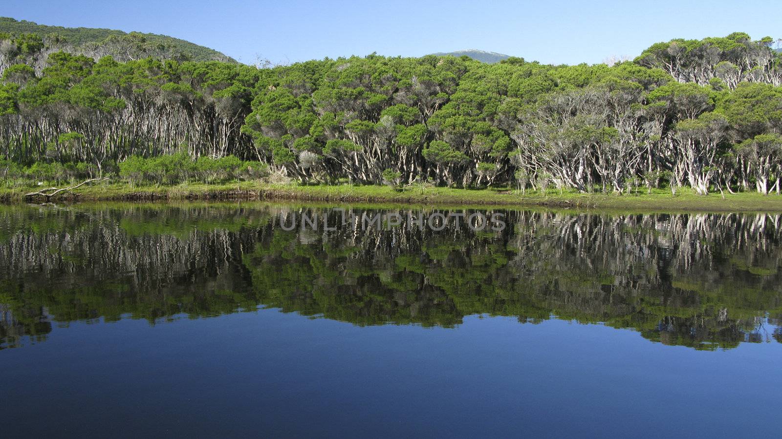 lake and eucalyptus forest in wilsons promotory national park, australia