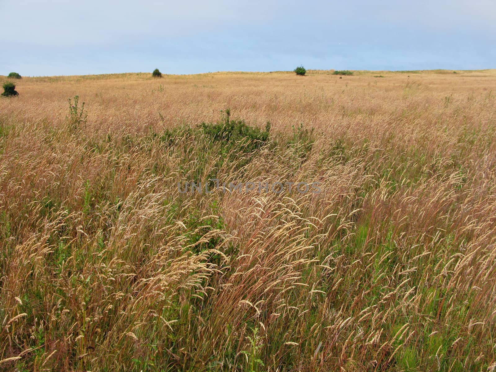meadow with long grass on san juan island, washington, usa
