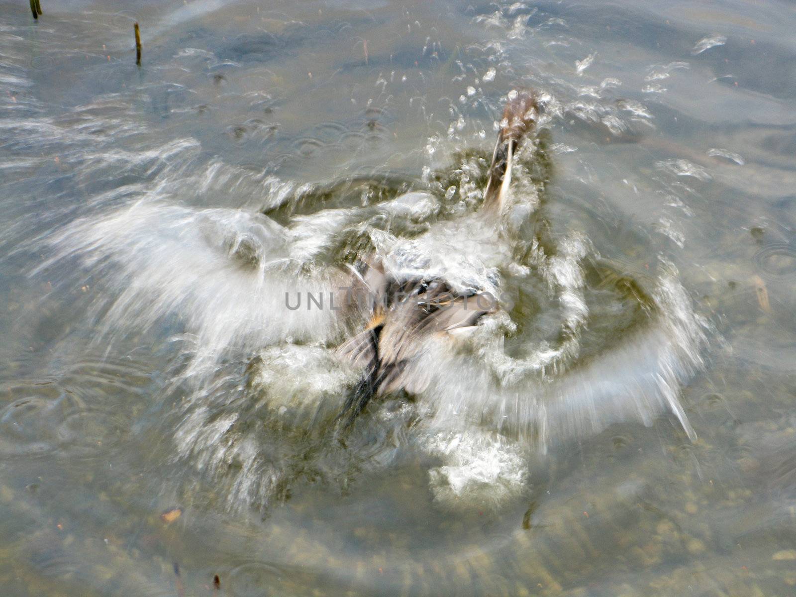 Northern pintail, anas acuta, fleeing in the water, motion blur