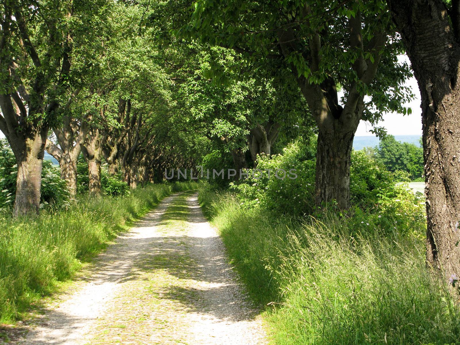 alley of whitebeam trees, Sorbus nivea, on field road 