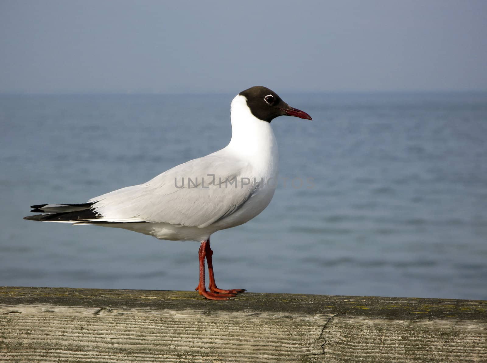 black headed gull standing on wood with the sea in background