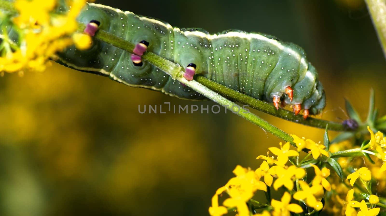 Larva of Butterfly a spring day at Laghetti, Italy