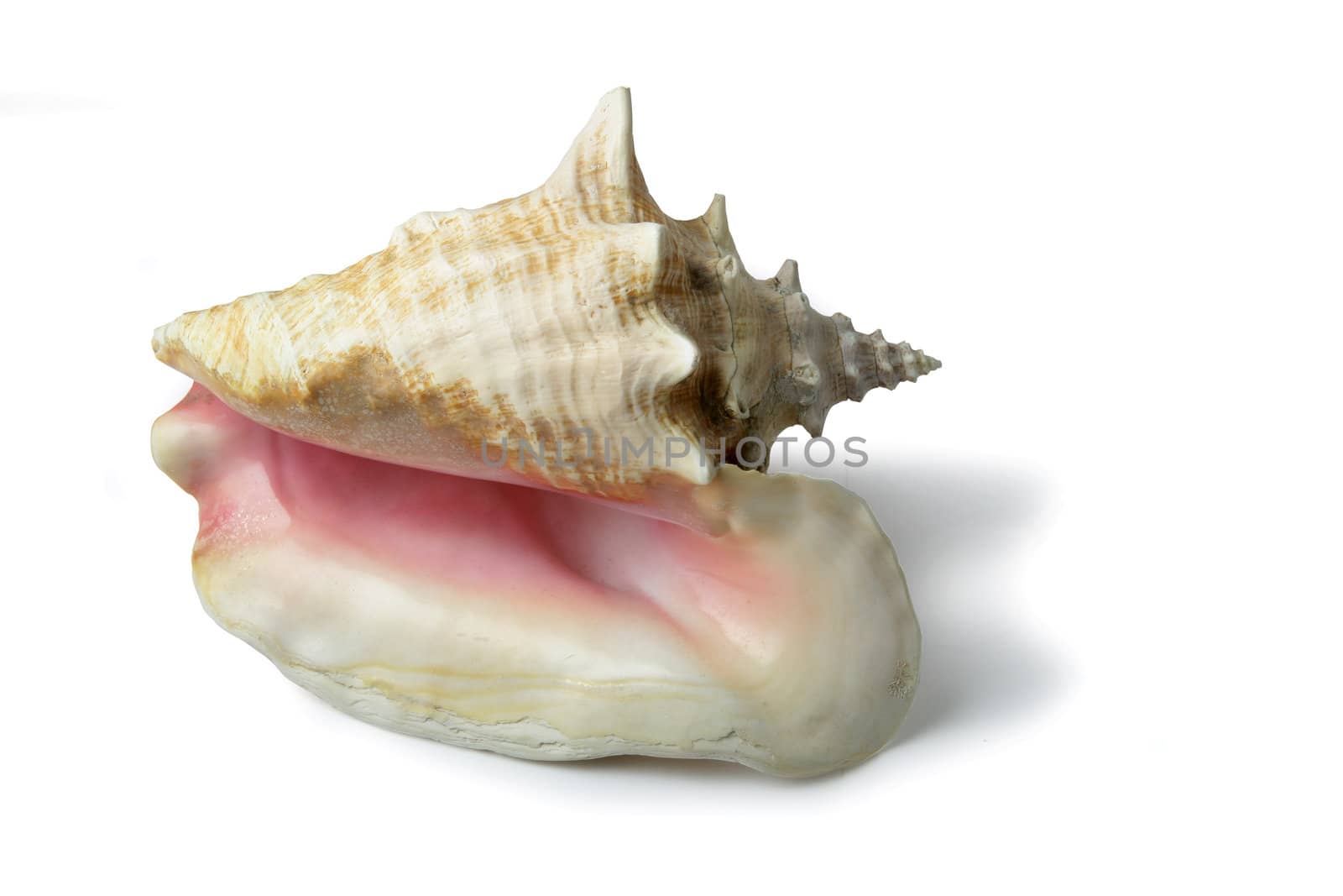 Shell