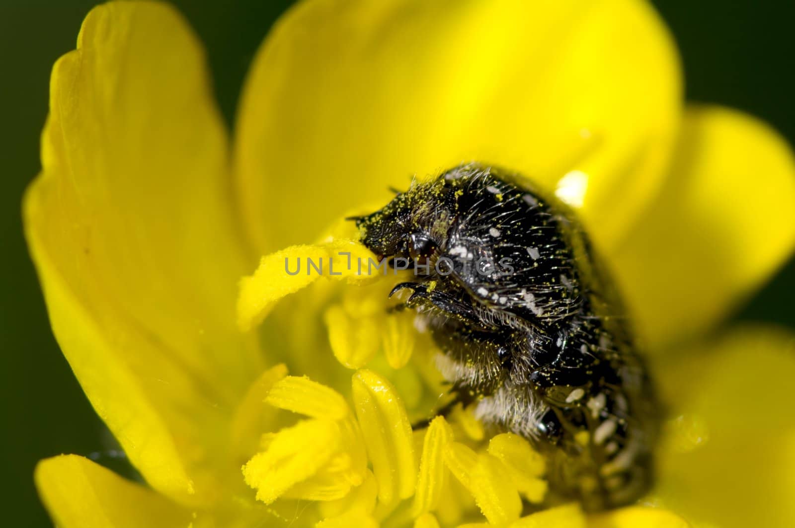 A beetle eating pollen in a flower a spring day in May