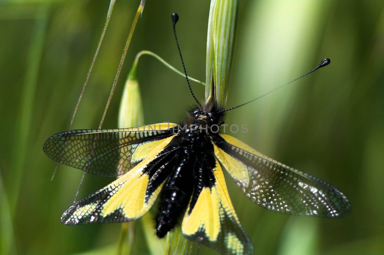 Owly Sulphur, Libelloides coccajus