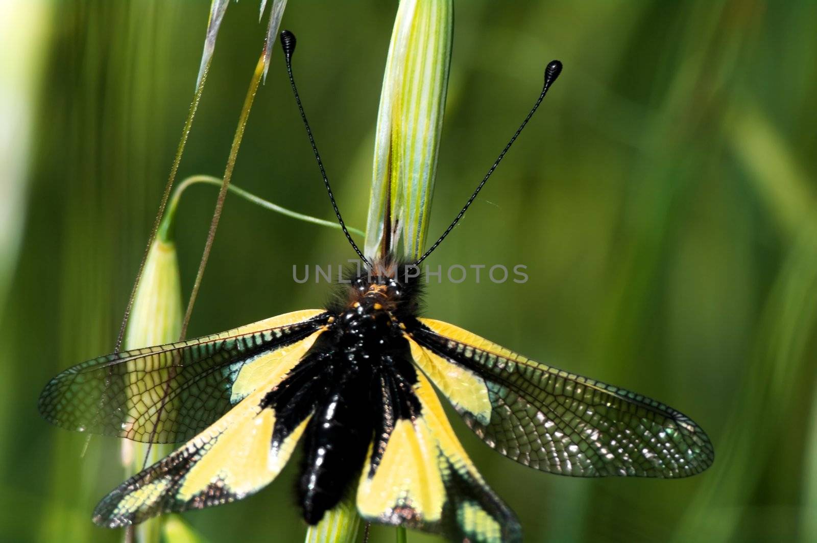 Owly Sulphur, Libelloides coccajus