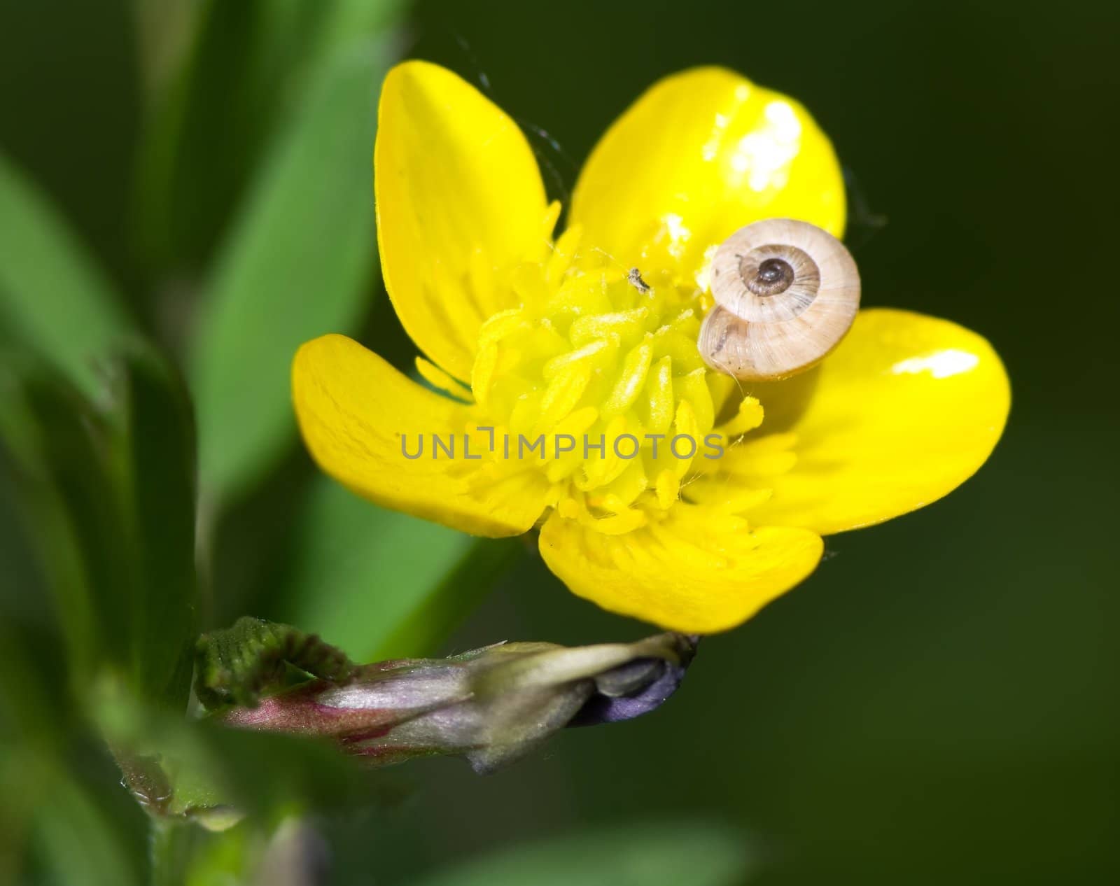 Snail on flower of buttercup an early spring day