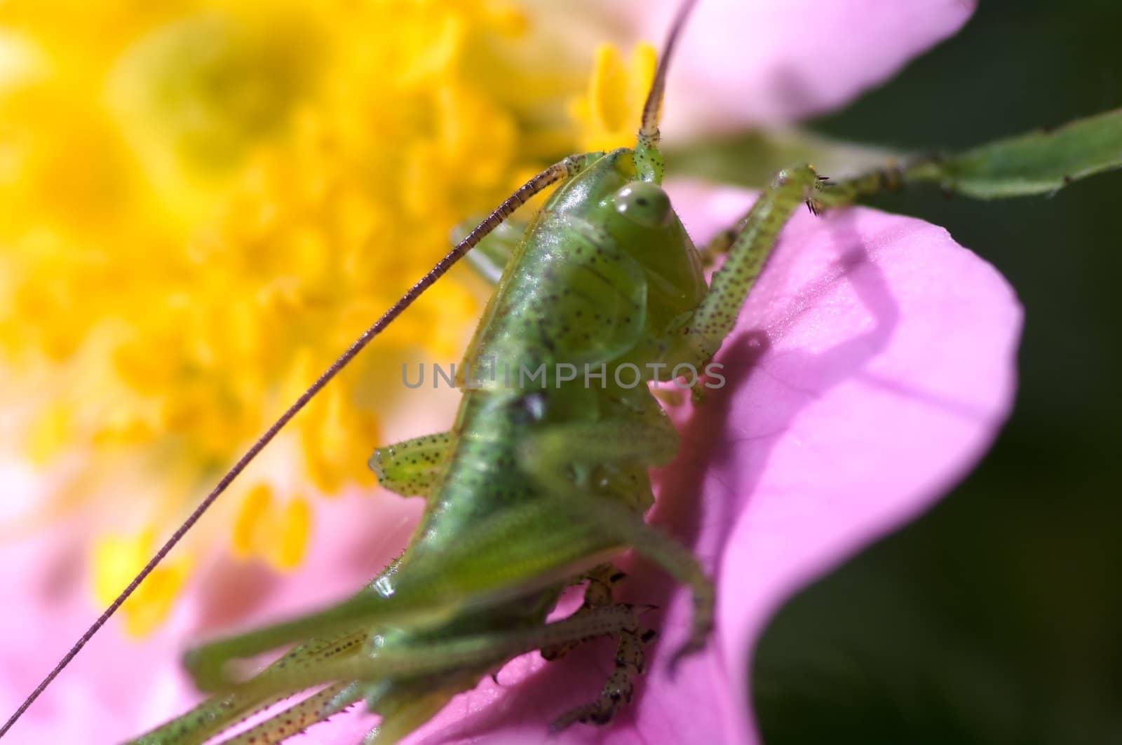 Katydid on wild rose by baggiovara