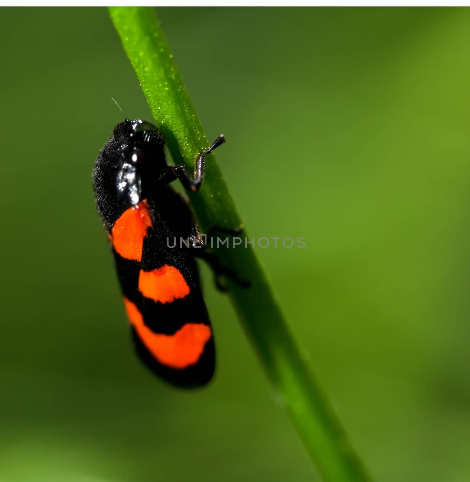Orange and red insect by baggiovara