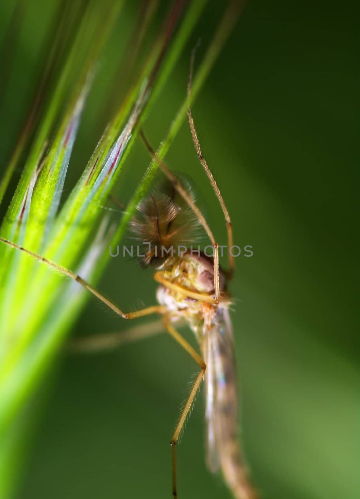 Mosquito closeup by baggiovara
