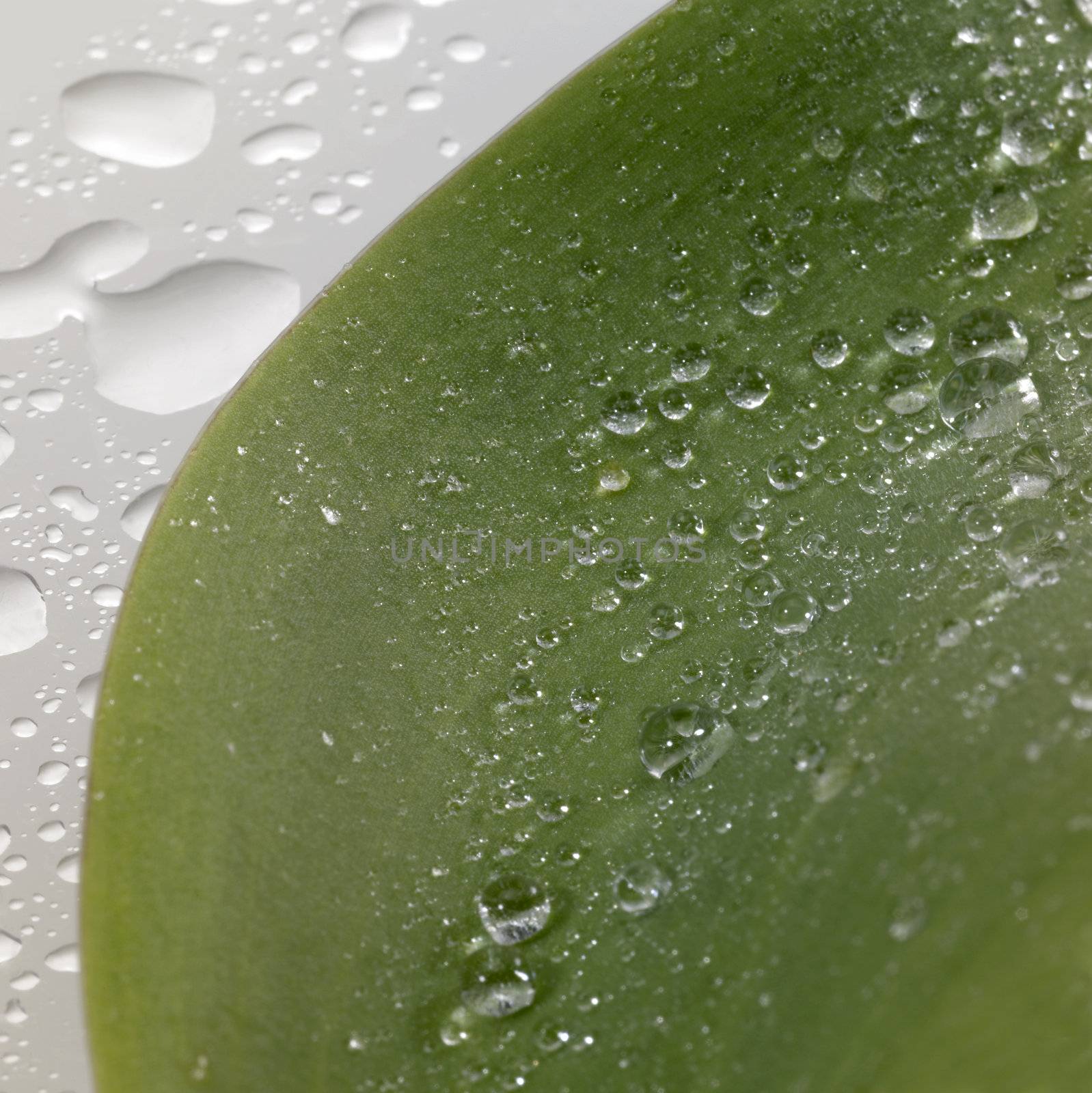 green leaf and water drops by gewoldi