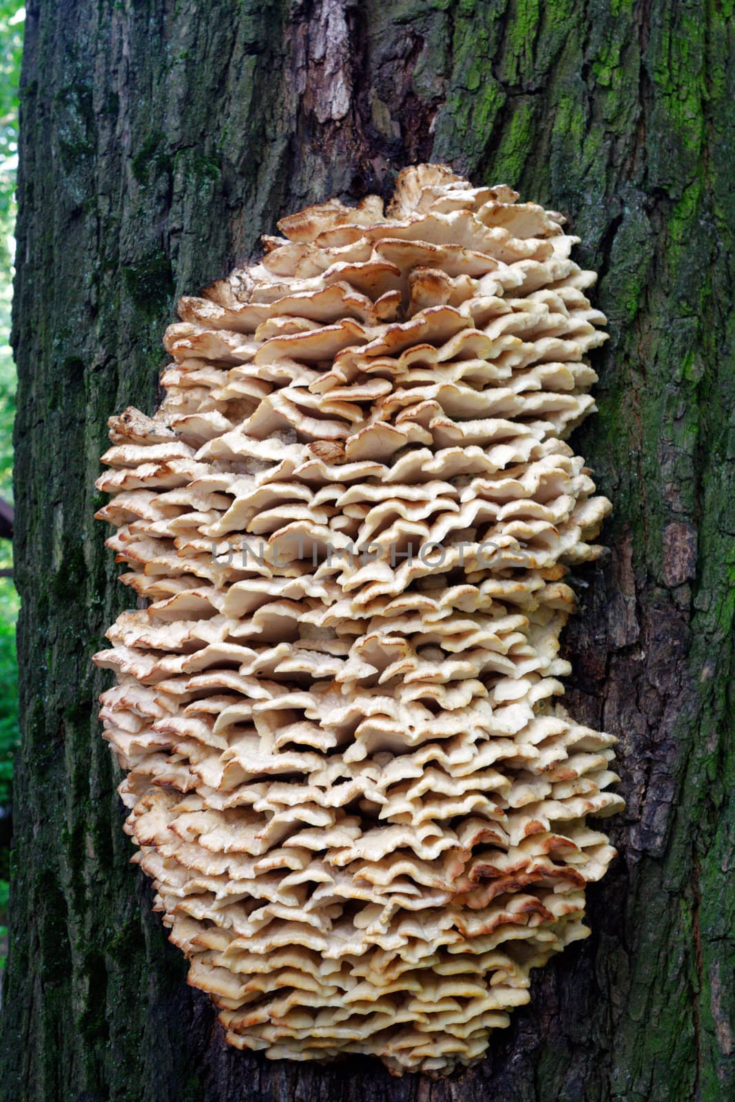 Detail of a fungus growing on the side of a tree