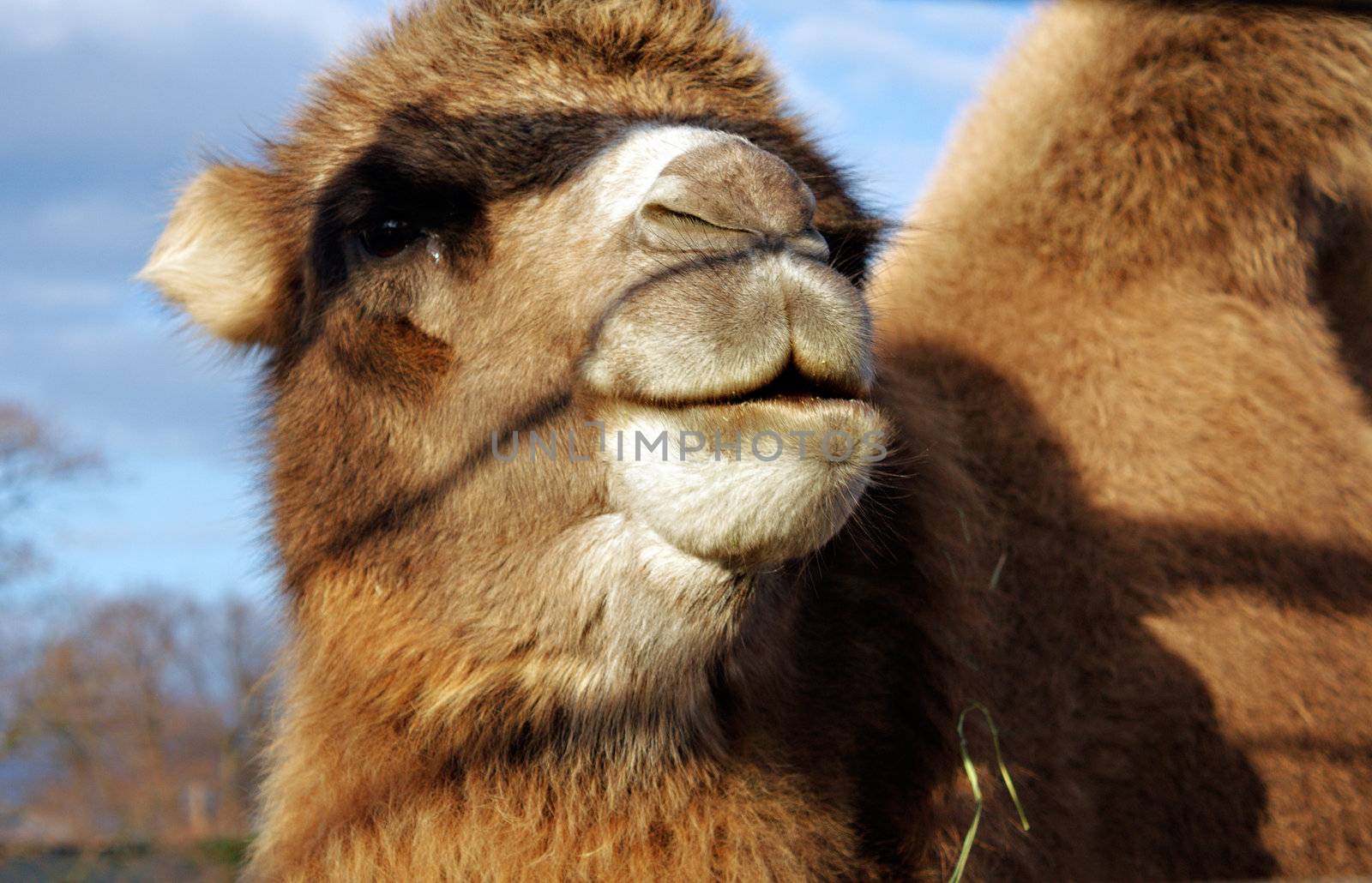 Closeup of a camel's head with body in the background