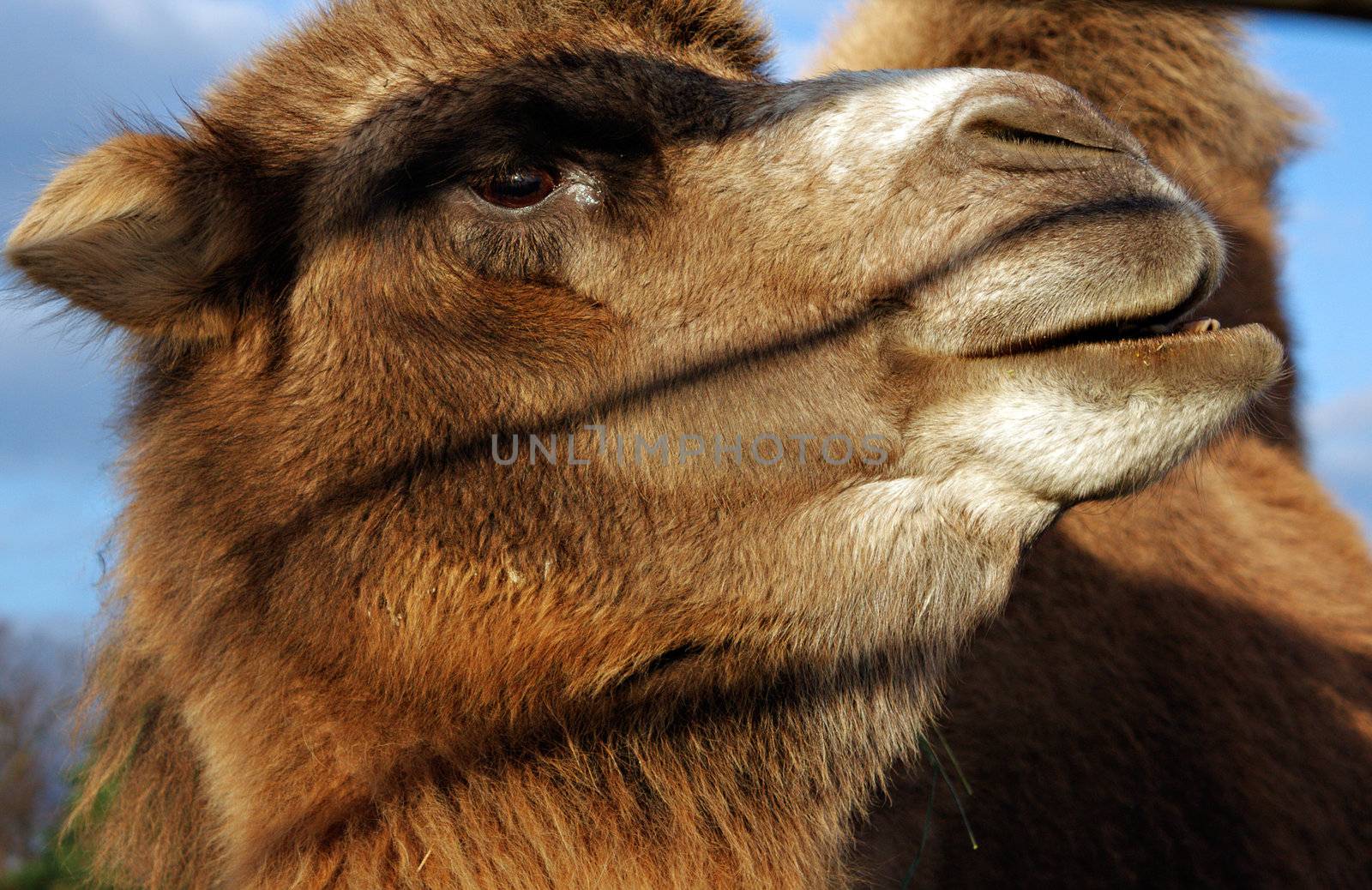 Closeup of a camel's head with body in the background