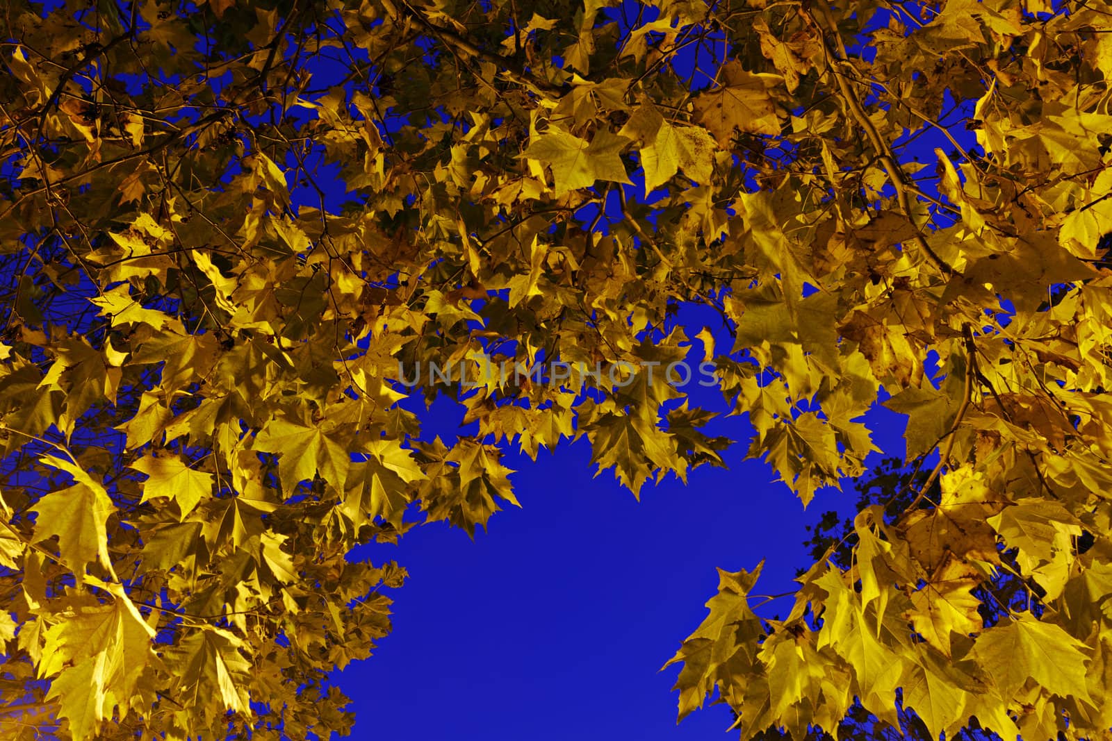 Yellow maple leaves against and blue sky by Roka