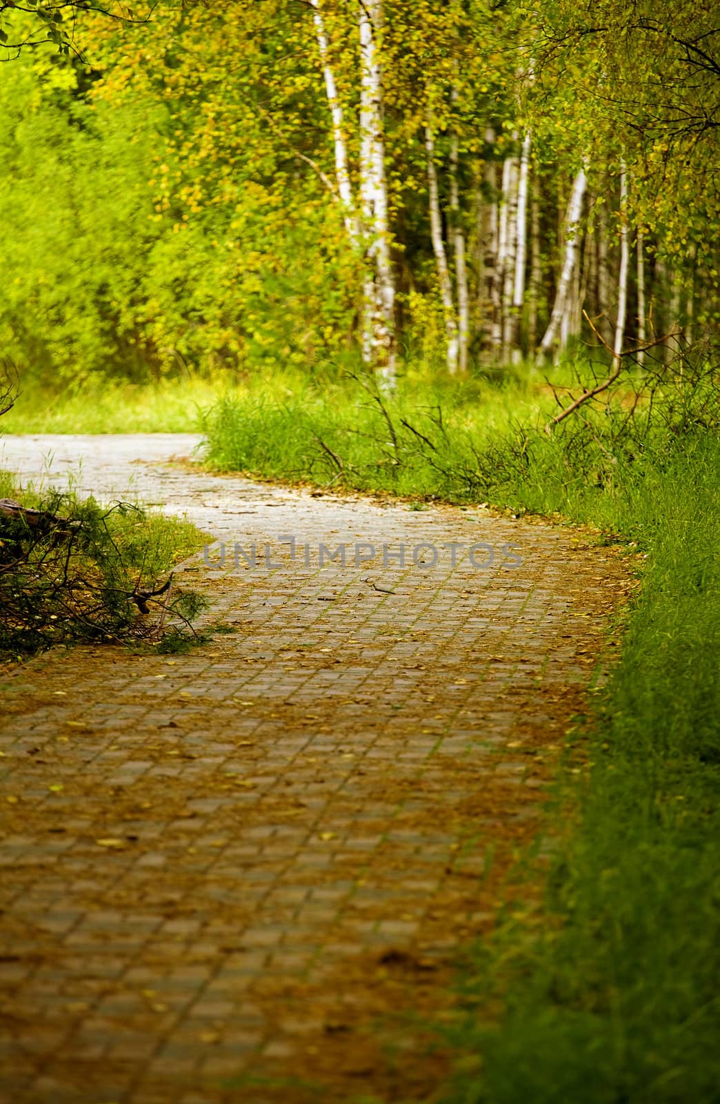 lane covered with yellow foliage in city park in the autumn afternoon