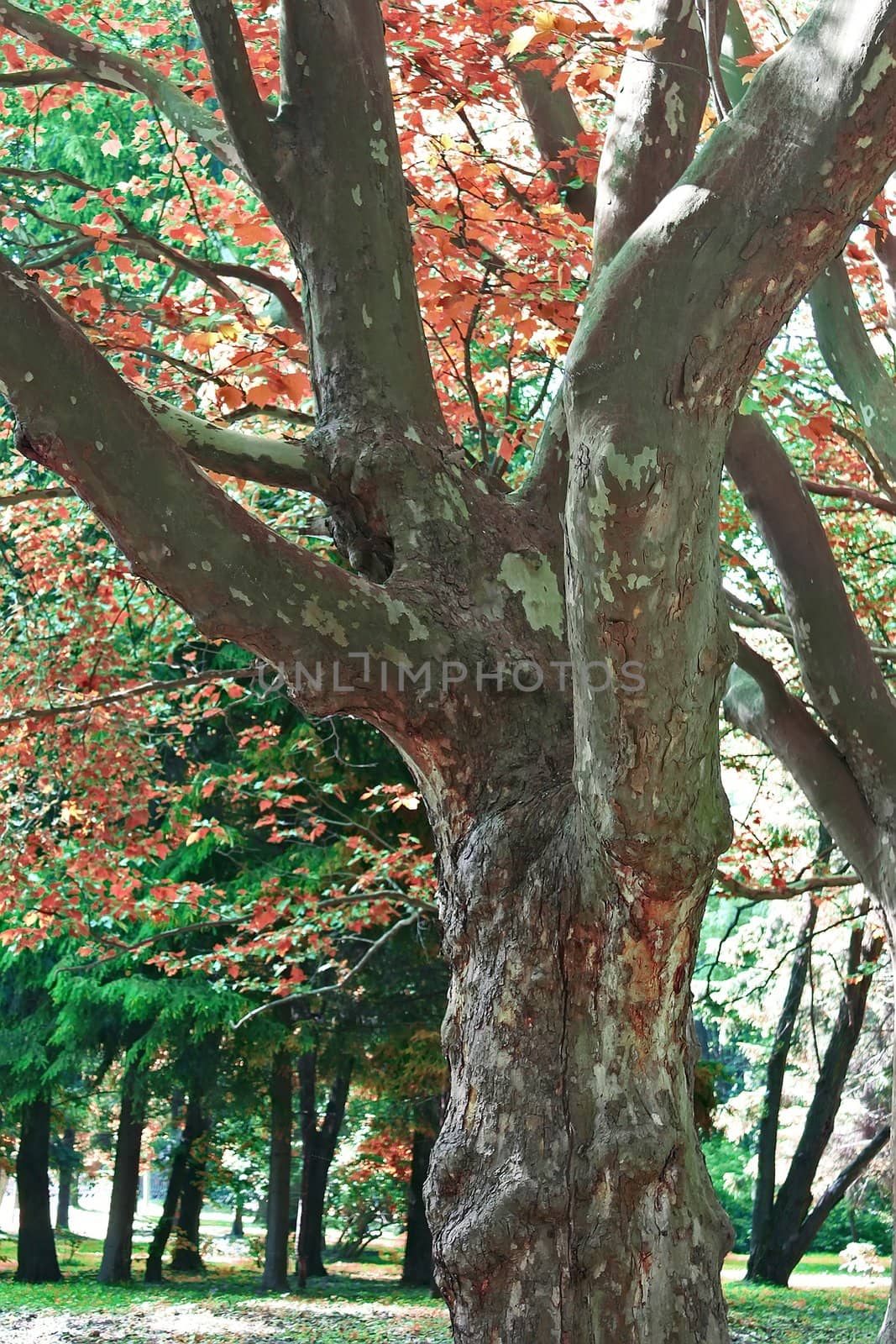 Autumn scene in the park. In the foreground a big old tree trunk