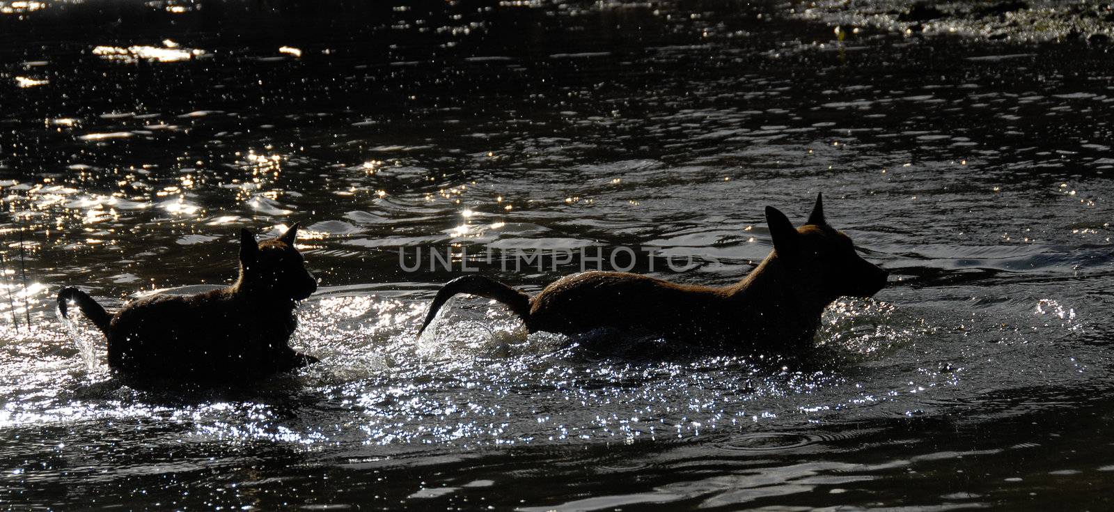 belgian shepherds malinois adult and puppy in the water in the morning