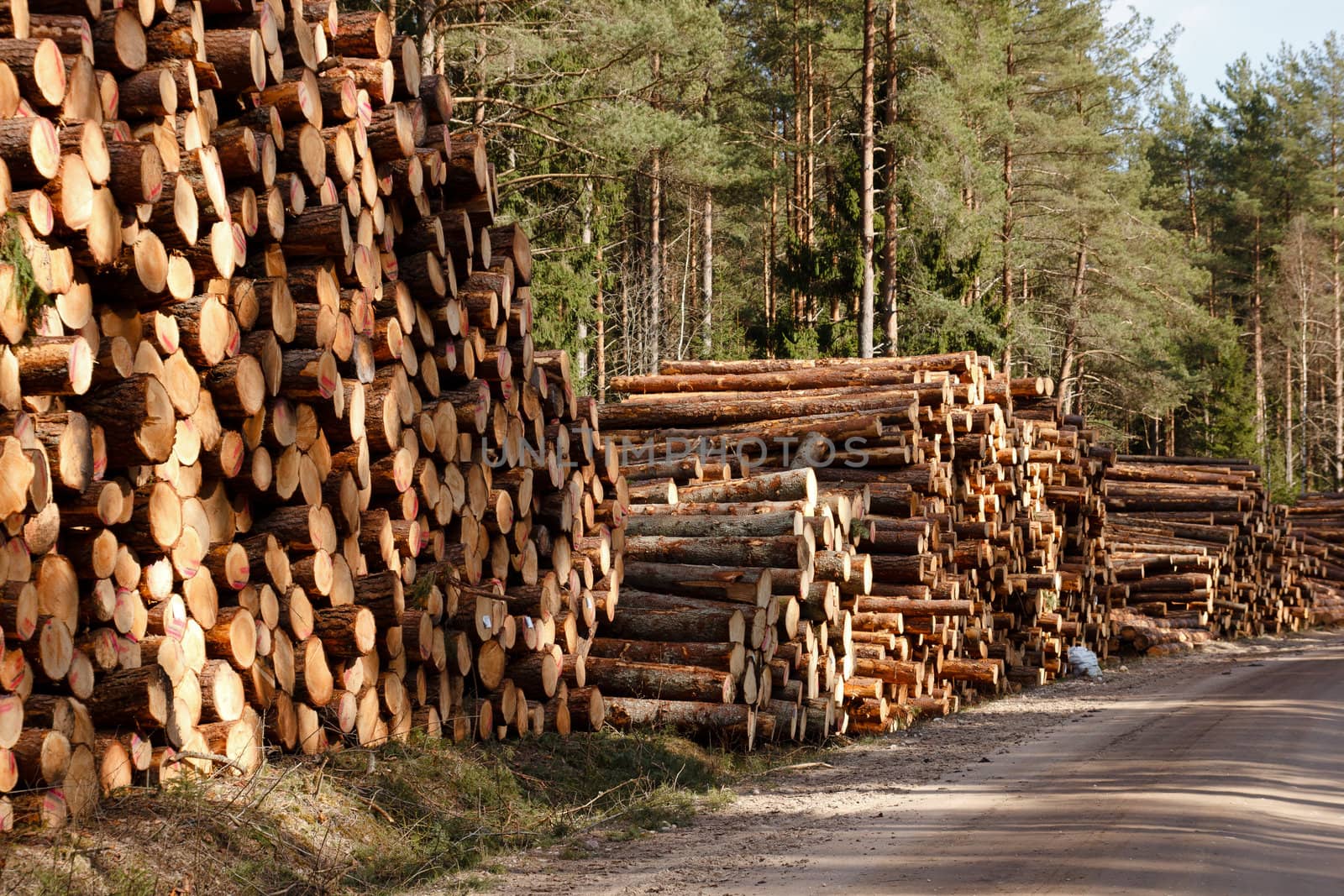 freshly cut logs stack at rural roadside