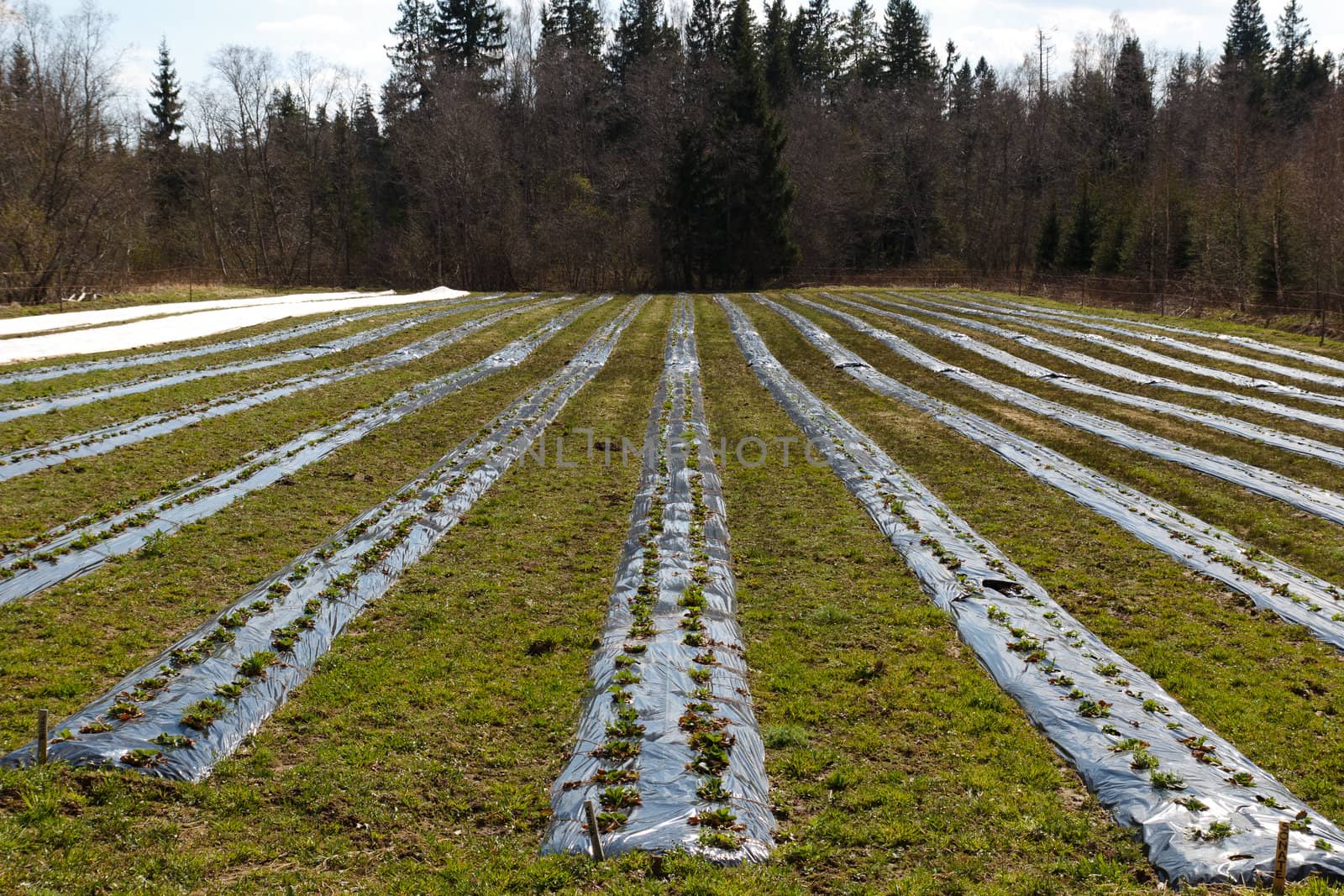 ecological Agriculture,new strawberry plants in the field