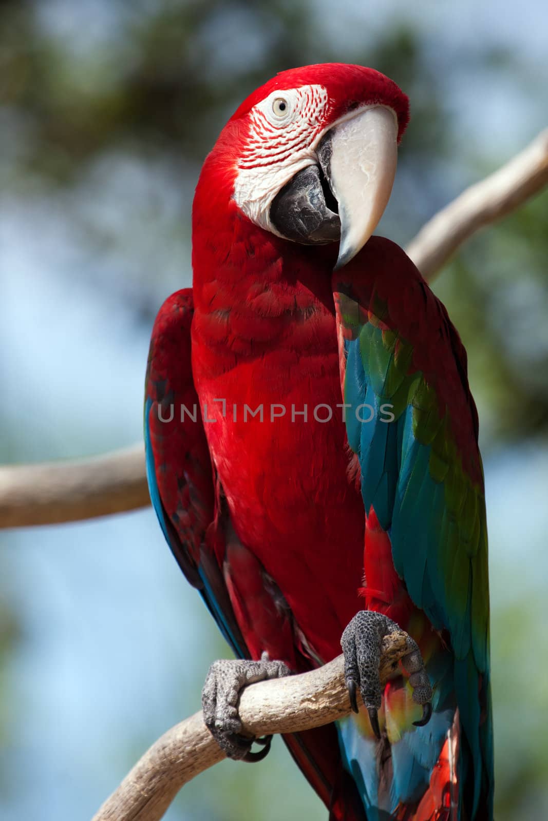Red Macaw perched on a tree branch.
