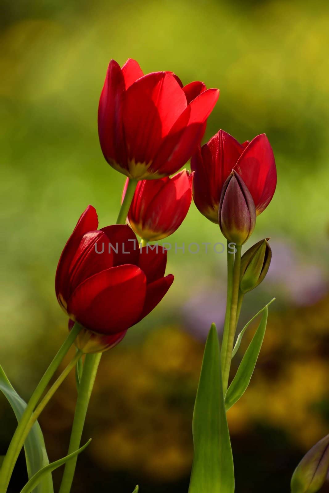 The picture shows a clump growing in a garden of red tulips on a green background.