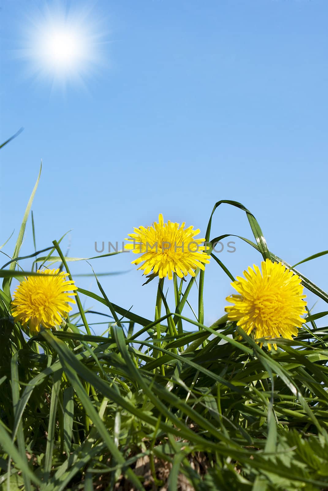 Spring yellow dandelions over green grass