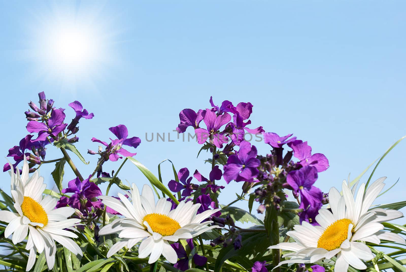 Spring flowers over green grass under the blue sky