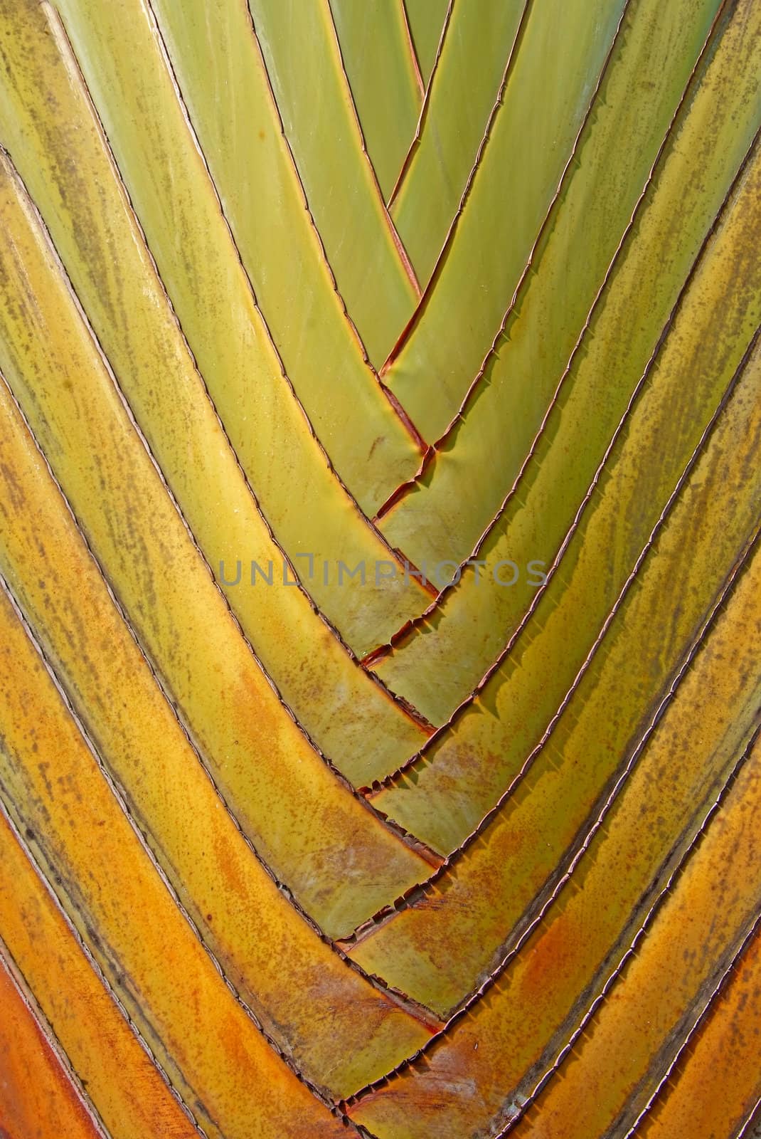 texture and pattern detail of banana fan (Ravenala) 