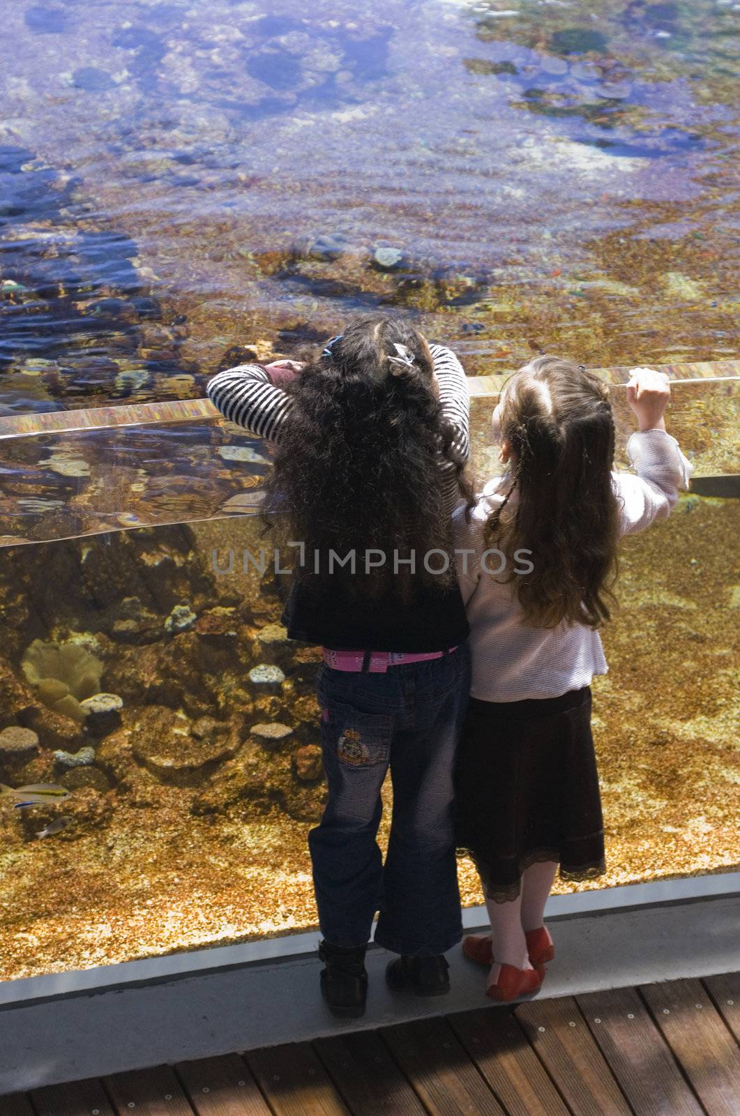 two sisters and big aquarium by cynoclub