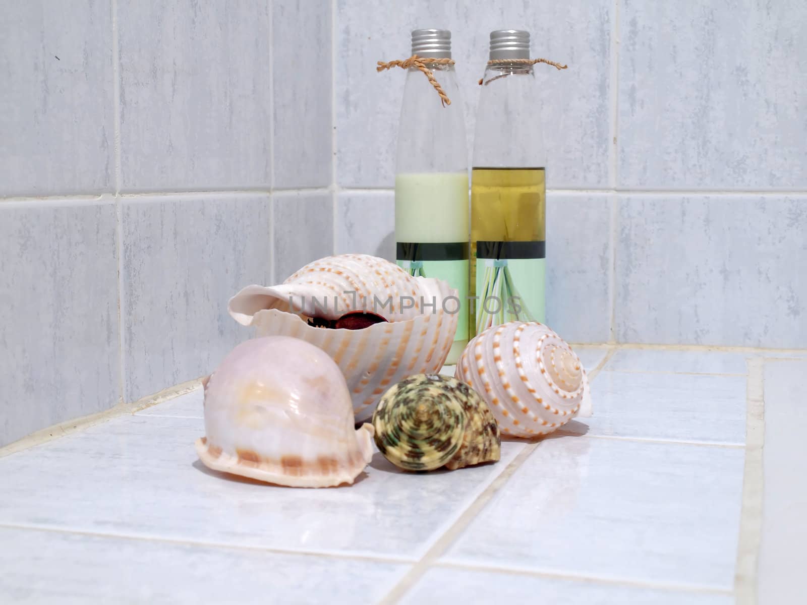 Seashells with set of objects for body care and relaxation