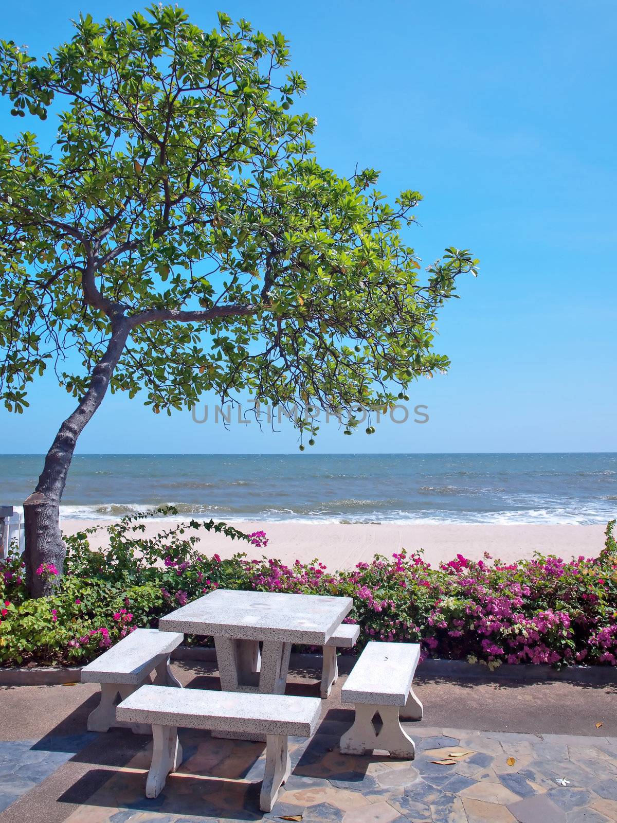 Recreational area in garden with Pong pong tree(also known as Indian Suicide tree, Othalanga), Bougainvillea(also known as Paper flower) and tropical beach