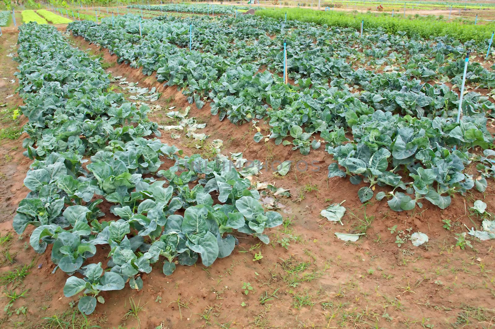Chinese kale vegetable growing at a farm